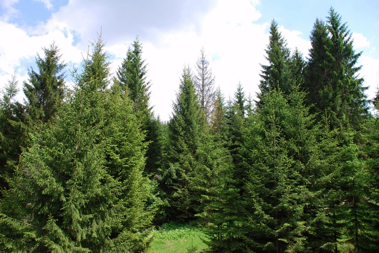 Landscaping Ideas for a Windy Location Landscaping Ideas for a Windy Location