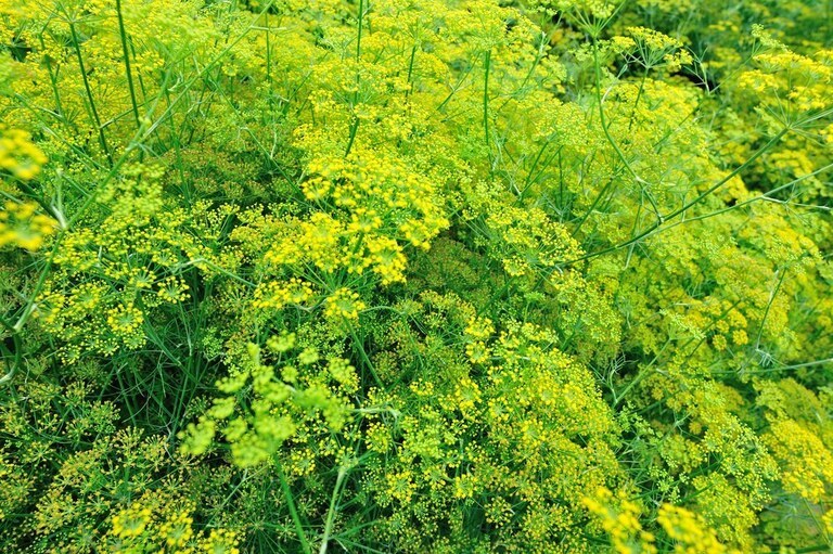 Landscaping Ideas for a Windy Location Landscaping Ideas for a Windy Location