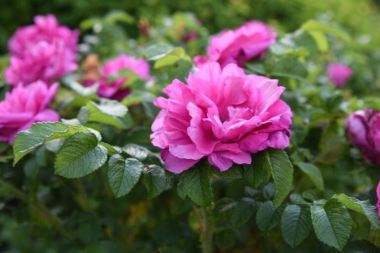 Landscaping Ideas for a Windy Location Landscaping Ideas for a Windy Location