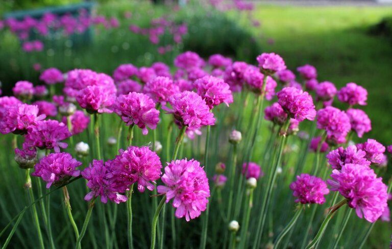 Landscaping Ideas for a Windy Location Landscaping Ideas for a Windy Location