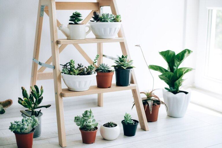 Creatively Stylish Ways to Decorate House with Succulents Creatively Stylish Ways to Decorate House with Succulents