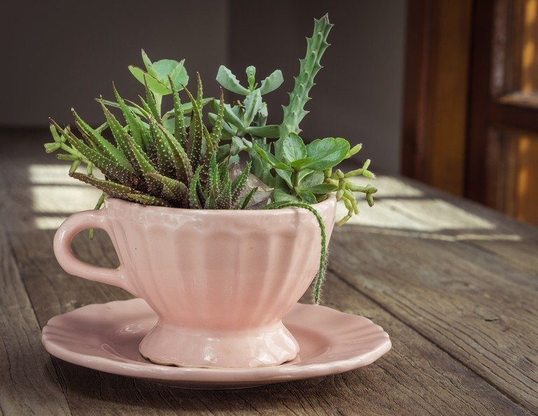 Creatively Stylish Ways to Decorate House with Succulents Creatively Stylish Ways to Decorate House with Succulents