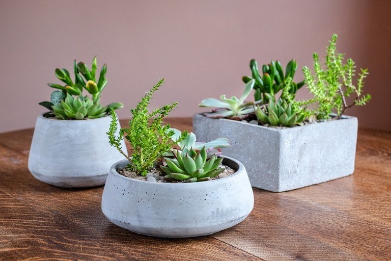 Creatively Stylish Ways to Decorate House with Succulents Creatively Stylish Ways to Decorate House with Succulents