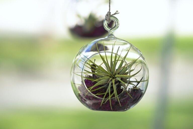 Creatively Stylish Ways to Decorate House with Succulents Creatively Stylish Ways to Decorate House with Succulents