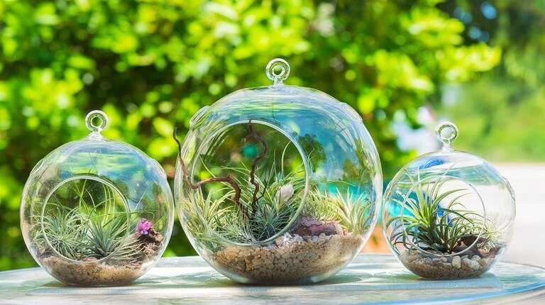 Creatively Stylish Ways to Decorate House with Succulents Creatively Stylish Ways to Decorate House with Succulents