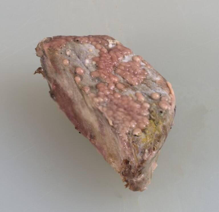 How to Tell if Steak is Bad, Gone off, or Spoiled How to Tell if Steak is Bad, Gone off, or Spoiled