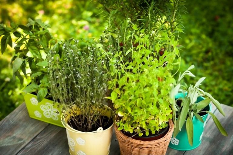 Gardening With Toddlers’ Activities Gardening With Toddlers’ Activities