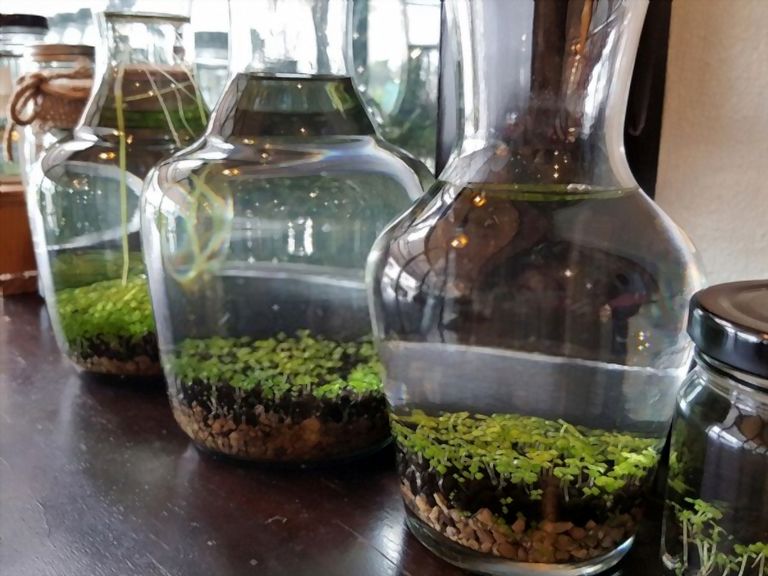 Decorating With Greenery Ideas - Tips For First-time Homeowners Decorating With Greenery Ideas - Tips For First-time Homeowners