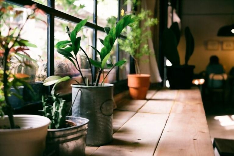 How To Reduce Toxins In Your Home? How To Reduce Toxins In Your Home?
