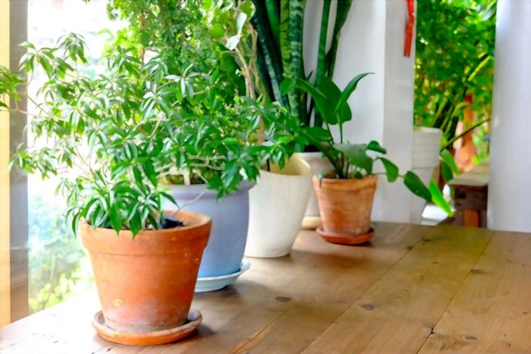 How Can I Purify The Air In My Home Naturally? How Can I Purify The Air In My Home Naturally?