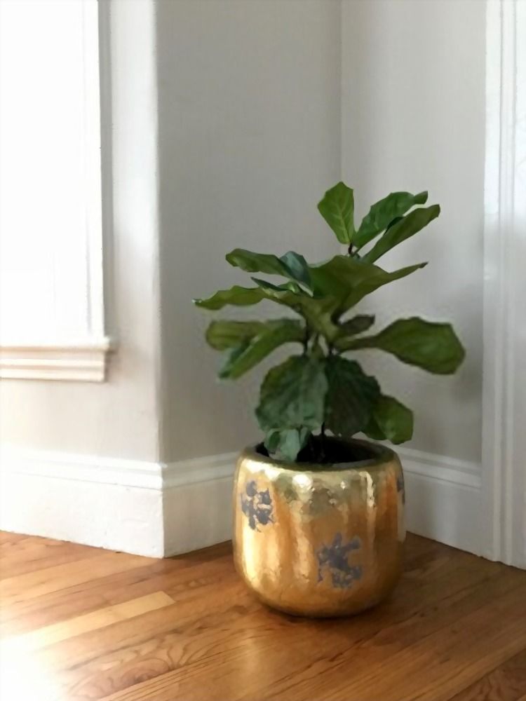 How Can I Purify The Air In My Home Naturally? How Can I Purify The Air In My Home Naturally?