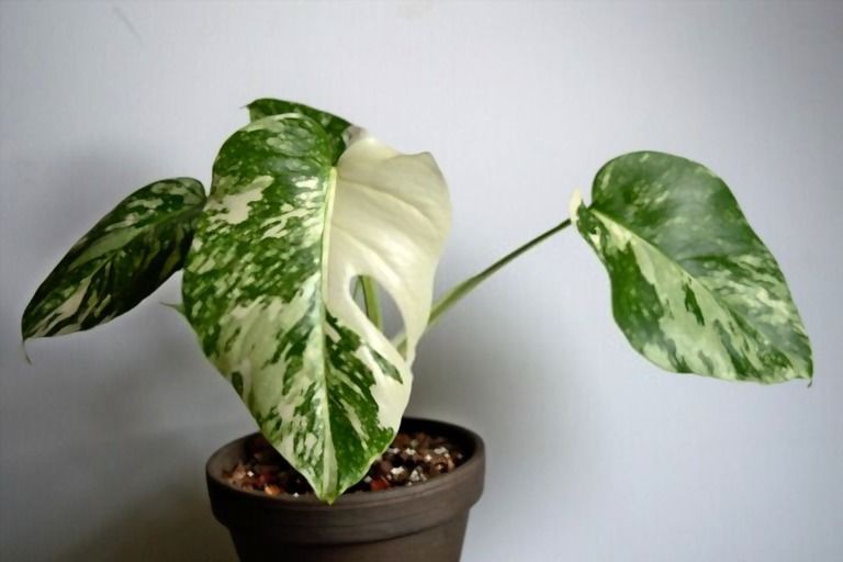How Can I Purify The Air In My Home Naturally? How Can I Purify The Air In My Home Naturally?
