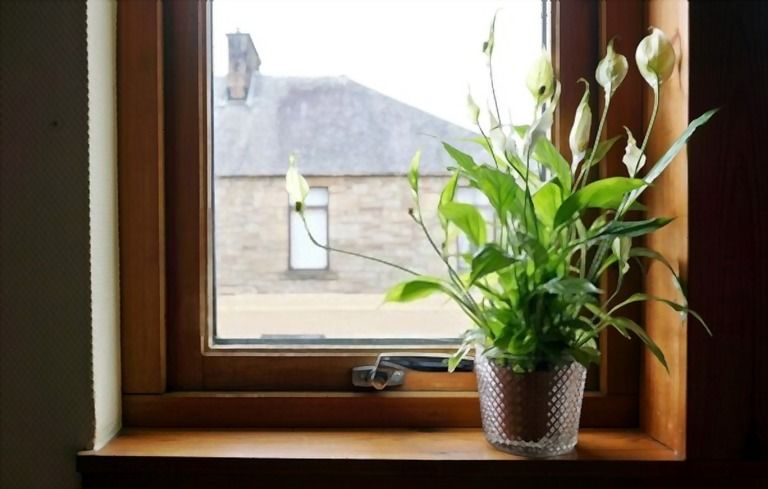 How Can I Purify The Air In My Home Naturally? How Can I Purify The Air In My Home Naturally?