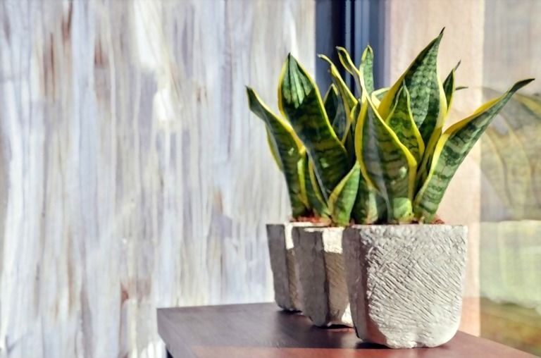 How Can I Purify The Air In My Home Naturally? How Can I Purify The Air In My Home Naturally?