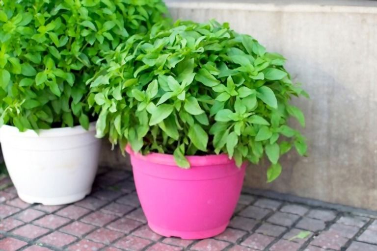 Easiest Vegetables To Grow That You Can Try At Home Easiest Vegetables To Grow That You Can Try At Home