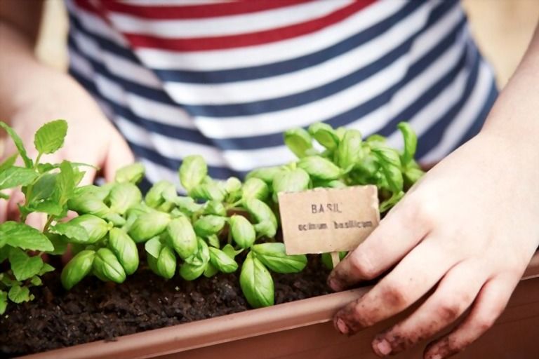 Easiest Vegetables To Grow That You Can Try At Home Easiest Vegetables To Grow That You Can Try At Home