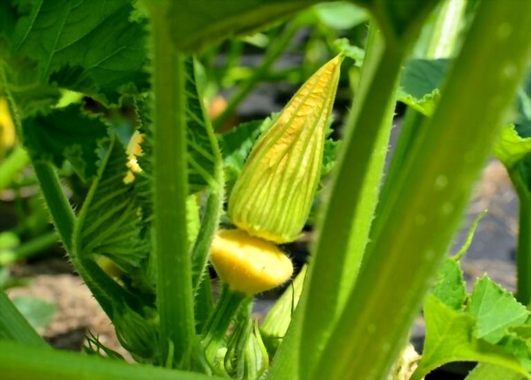 Easiest Vegetables To Grow That You Can Try At Home Easiest Vegetables To Grow That You Can Try At Home