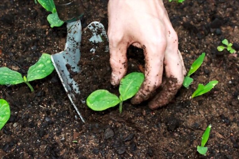 Easiest Vegetables To Grow That You Can Try At Home Easiest Vegetables To Grow That You Can Try At Home