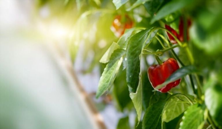 Easiest Vegetables To Grow That You Can Try At Home Easiest Vegetables To Grow That You Can Try At Home