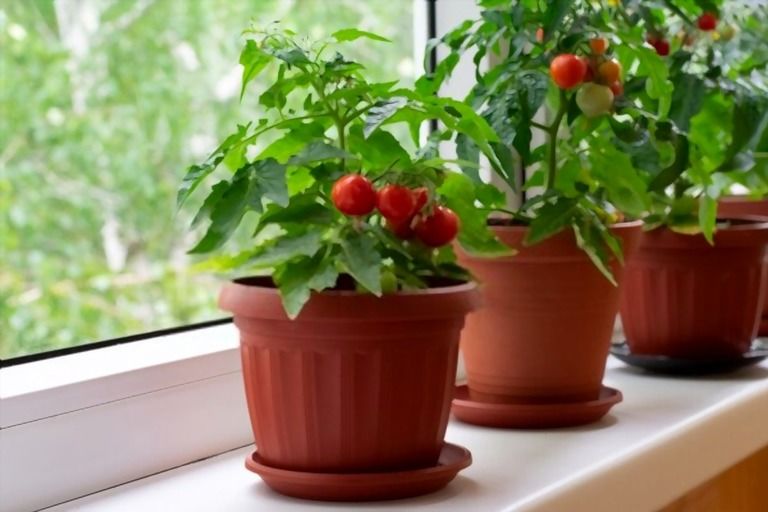 Easiest Vegetables To Grow That You Can Try At Home Easiest Vegetables To Grow That You Can Try At Home