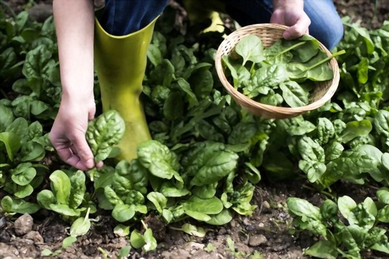 Easiest Vegetables To Grow That You Can Try At Home Easiest Vegetables To Grow That You Can Try At Home
