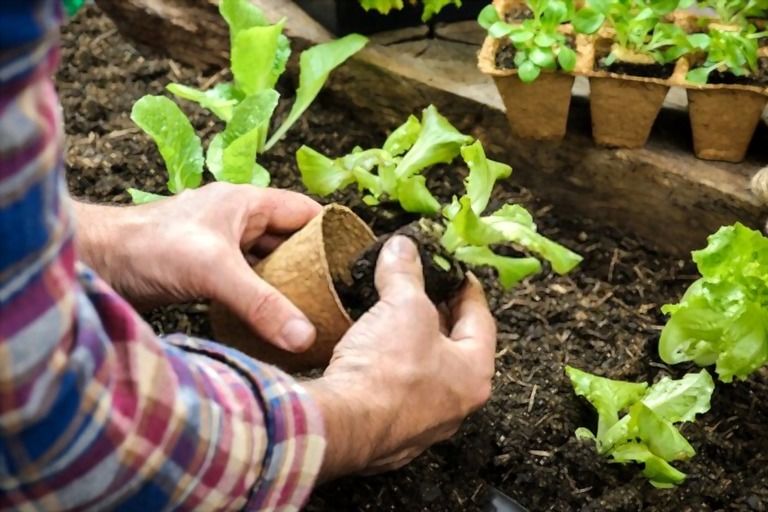 Easiest Vegetables To Grow That You Can Try At Home Easiest Vegetables To Grow That You Can Try At Home