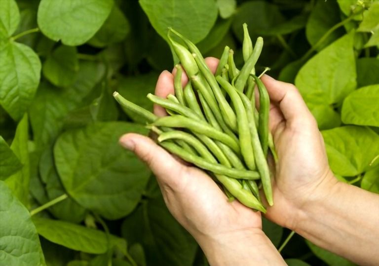 Easiest Vegetables To Grow That You Can Try At Home Easiest Vegetables To Grow That You Can Try At Home