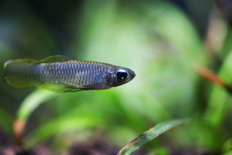 Best Fishes For Small Tank Best Fishes For Small Tank
