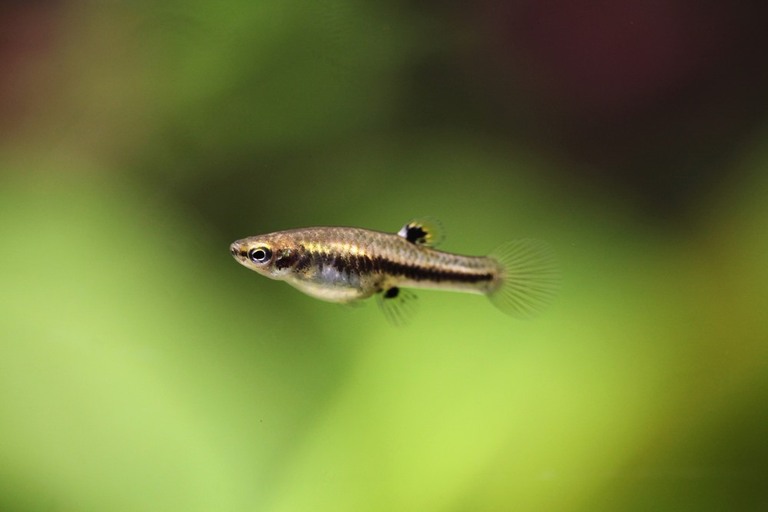 Best Fishes For Small Tank Best Fishes For Small Tank