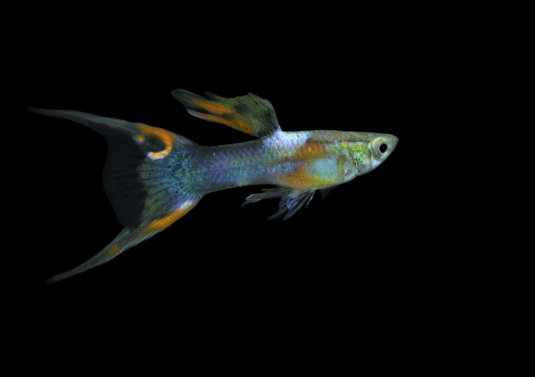 Best Fishes For Small Tank Best Fishes For Small Tank