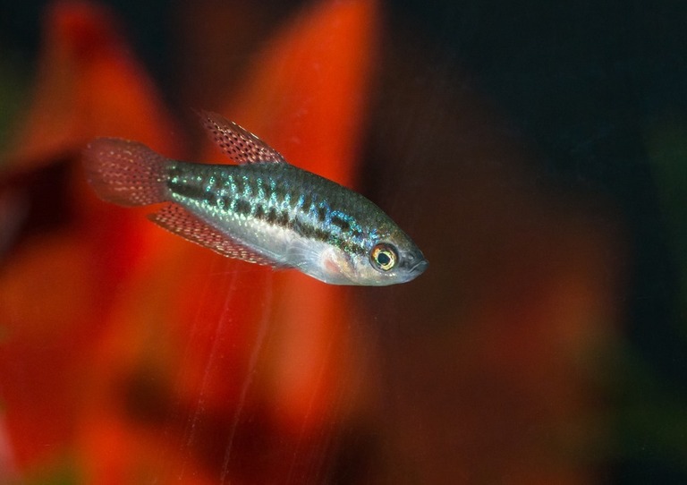 Best Fishes For Small Tank Best Fishes For Small Tank