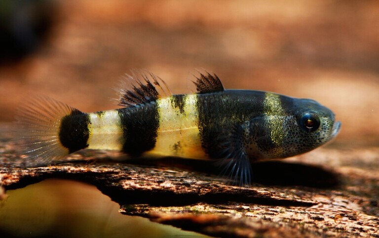 Best Fishes For Small Tank Best Fishes For Small Tank