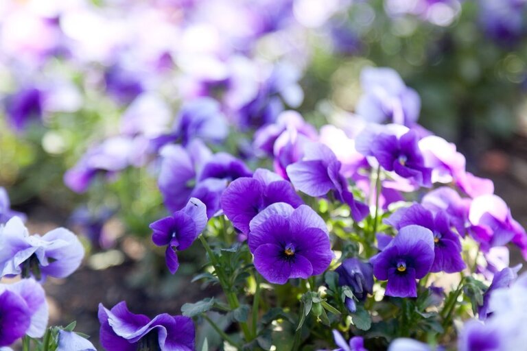 What Plants Grow Well On A Shaded Porch? What Plants Grow Well On A Shaded Porch?