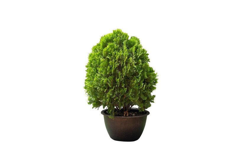 What Plants Grow Well On A Shaded Porch? What Plants Grow Well On A Shaded Porch?