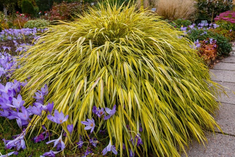 What Plants Grow Well On A Shaded Porch? What Plants Grow Well On A Shaded Porch?