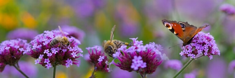 How To Make A Butterfly Garden? How To Make A Butterfly Garden?