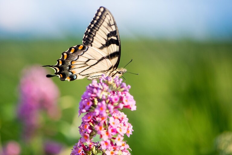 How To Make A Butterfly Garden? How To Make A Butterfly Garden?