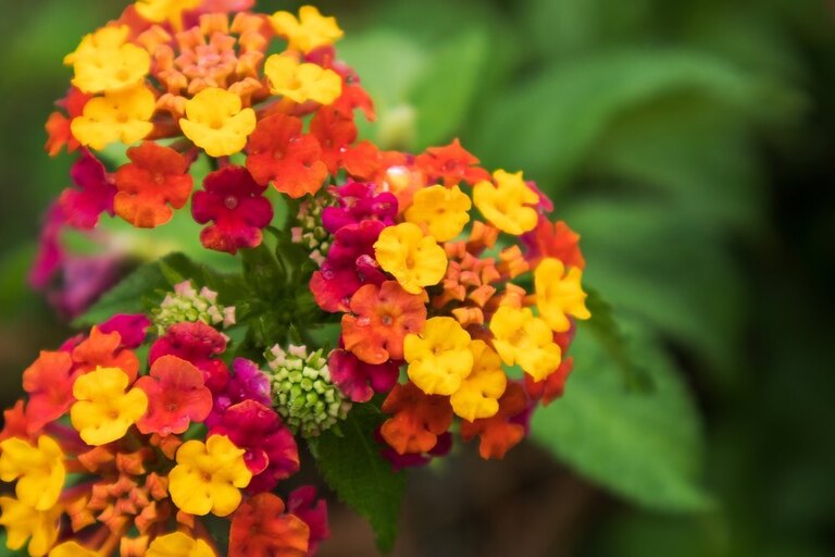 How To Make A Butterfly Garden? How To Make A Butterfly Garden?