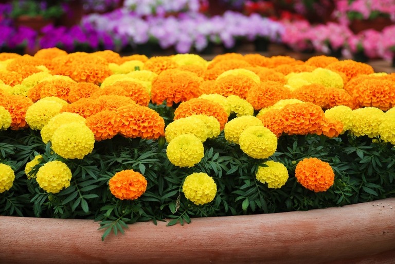 How To Make A Butterfly Garden? How To Make A Butterfly Garden?