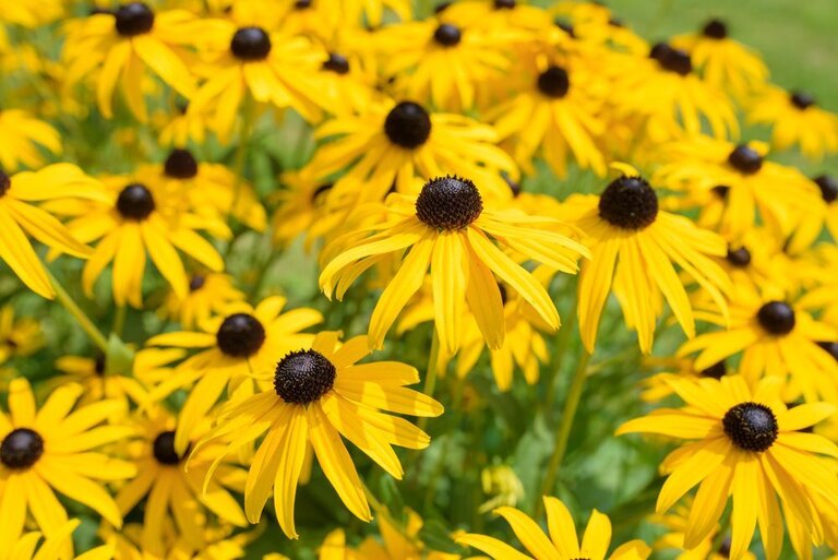 How To Make A Butterfly Garden? How To Make A Butterfly Garden?