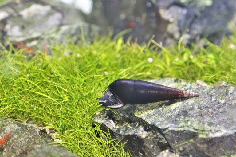 Best Freshwater Snails For Aquarium Best Freshwater Snails For Aquarium