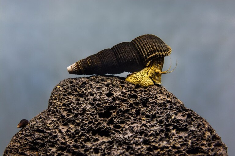 Best Freshwater Snails For Aquarium Best Freshwater Snails For Aquarium