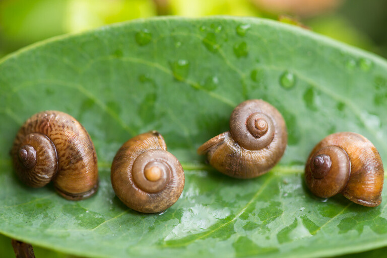 Best Freshwater Snails For Aquarium Best Freshwater Snails For Aquarium