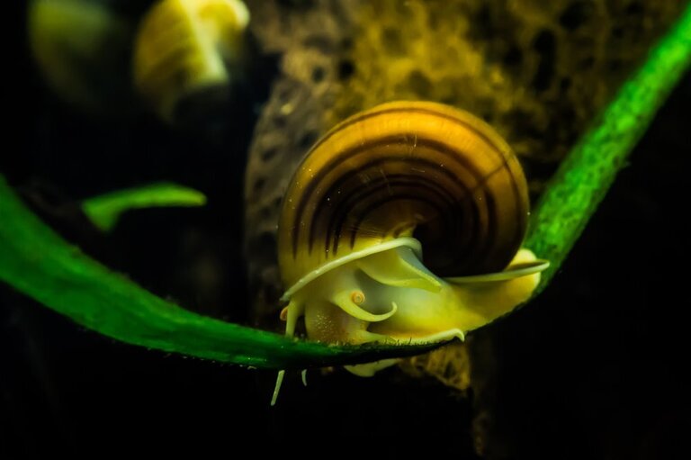 Best Freshwater Snails For Aquarium Best Freshwater Snails For Aquarium
