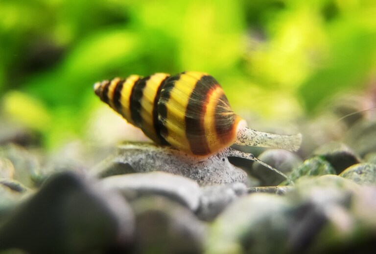 Best Freshwater Snails For Aquarium Best Freshwater Snails For Aquarium