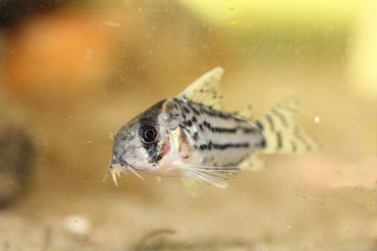 What Fish Can Live With Goldfish In A Pond? What Fish Can Live With Goldfish In A Pond?