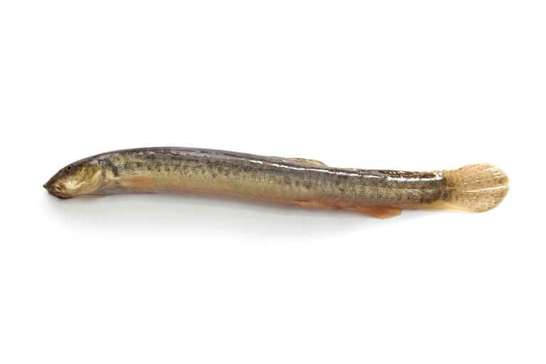 What Fish Can Live With Goldfish In A Pond? What Fish Can Live With Goldfish In A Pond?