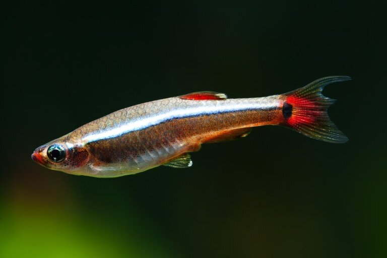 What Fish Can Live With Goldfish In A Pond? What Fish Can Live With Goldfish In A Pond?