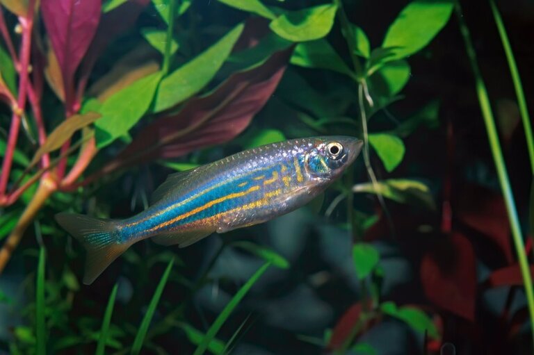 What Fish Can Live With Goldfish In A Pond? What Fish Can Live With Goldfish In A Pond?