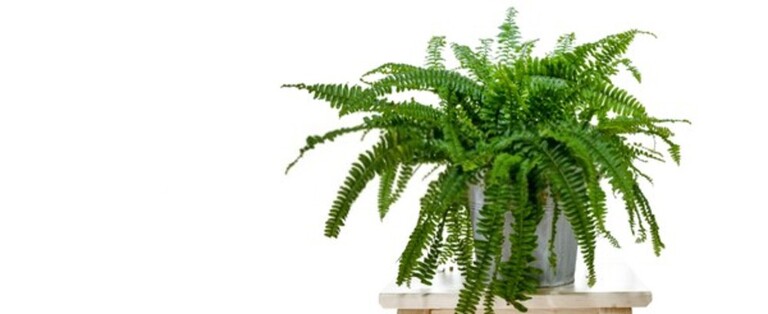 How To Reduce Humidity In House Without Dehumidifier? How To Reduce Humidity In House Without Dehumidifier?